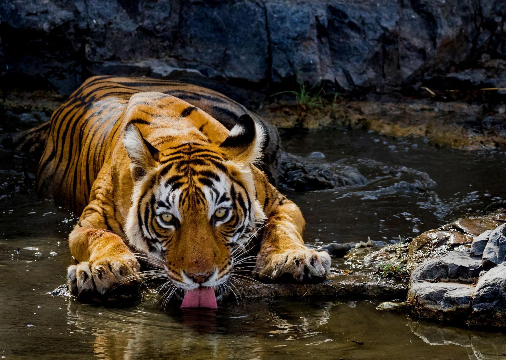 Answer #2: What is a tiger?